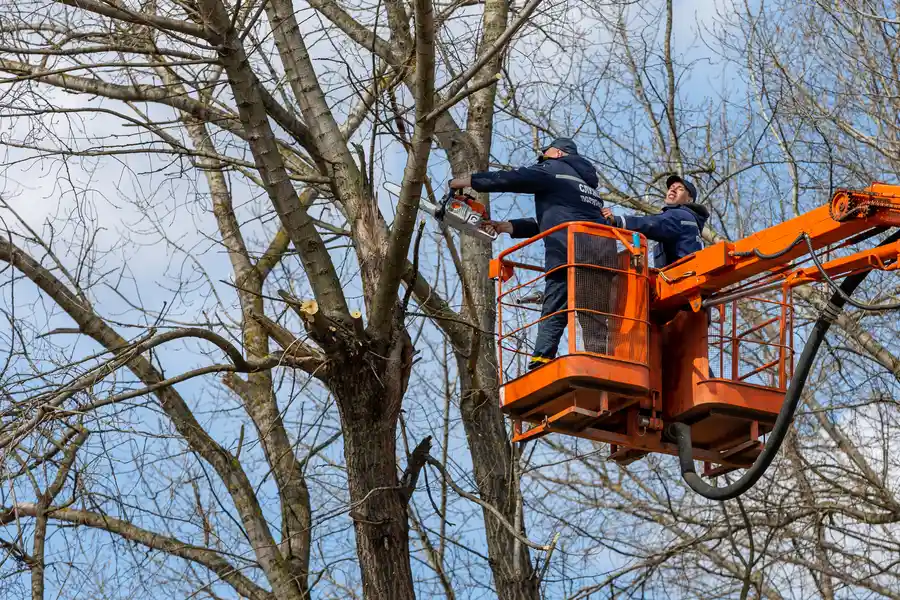 Professional Tree Removal Venice, FL Professional Tree Removal Venice, FL