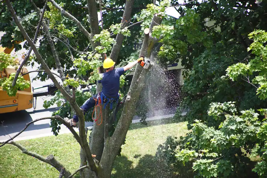 When Tree Removal Is Necessary For Landscape Health in Venice, FL When Tree Removal Is Necessary For Landscape Health in Venice, FL